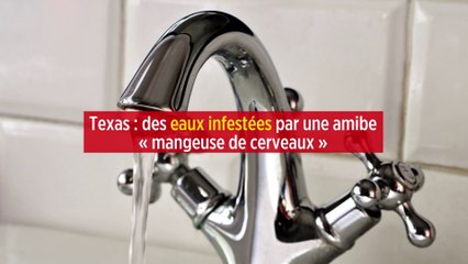 Texas : des eaux infestées par une amibe « mangeuse de cerveaux »