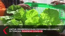 Sukses Bisnis Tanaman Hidroponik di Masa Pandemi