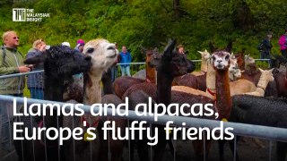 Llamas and alpacas, Europe's fluffy friends