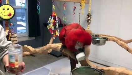 A Visit with Santina - Green Winged Macaw