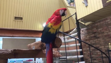 Visiting Kookaburra Bird Store in Texas