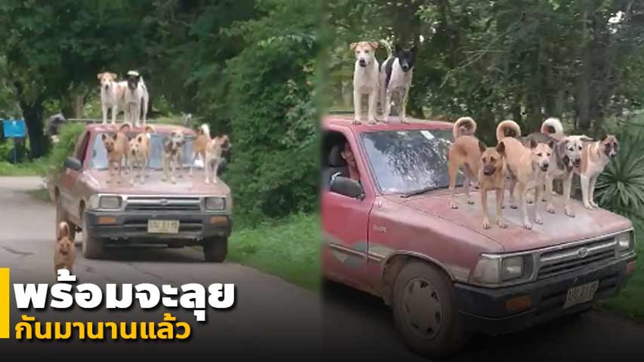 มาเป็นแก๊ง ! หน่วยลาดตระเวน 4 ขา อัดเต็มคันรถ ห...