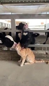 Ce chat prend une toilette auprès des vaches
