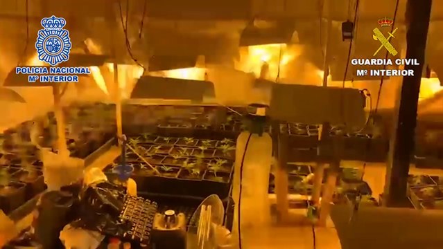 Desmantelada una plantación 'indoor' de marihuana en Soto del Real