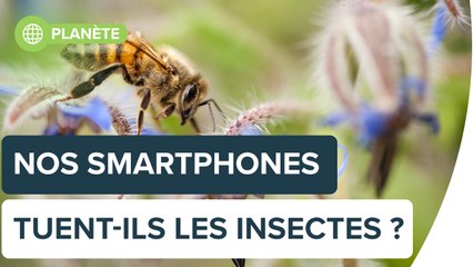 Nos smartphones tuent-ils les insectes ? | Futura