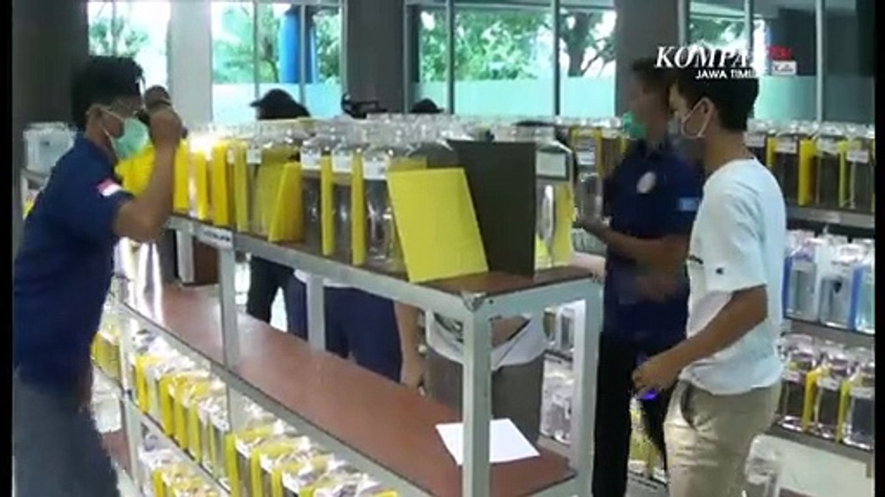 Ribuan Ikan Cupang Ikuti Kontes Kecantikan