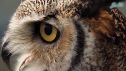 Cú sừng lớn  | Loài cú nặng nhất còn tồn tại ở Trung - Nam Mỹ