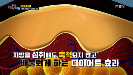 지방을 막는 퀘르세틴과 이소람네틴