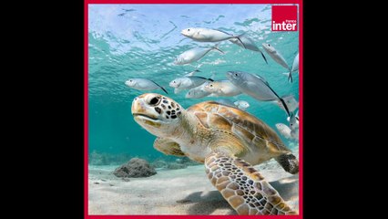 Alerte sur le vivant - L'édito carré