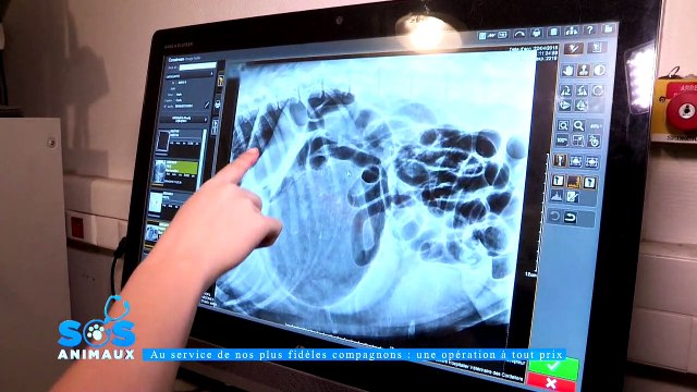 EXCLU AVANT-PREMIERE: Découvrez les 1ères images de l'émission SOS Animaux diffusée demain soir à 21h05 sur la chaîne 6Ter