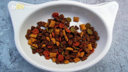 You’d Never Guess How Long It Can Take for Cats to Become Friends