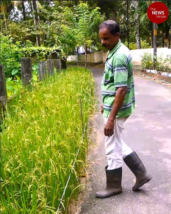 Thrissur man’s ‘roadside’ organic vegetable garden is free for all