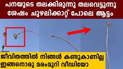 ഇതെന്തൊരത്ഭുതം, ആടുന്ന ഈന്തപ്പനയില്‍ ഇരുന്ന് തലവെട്ടുന്ന കണ്ടോ | Oneindia Malayalam