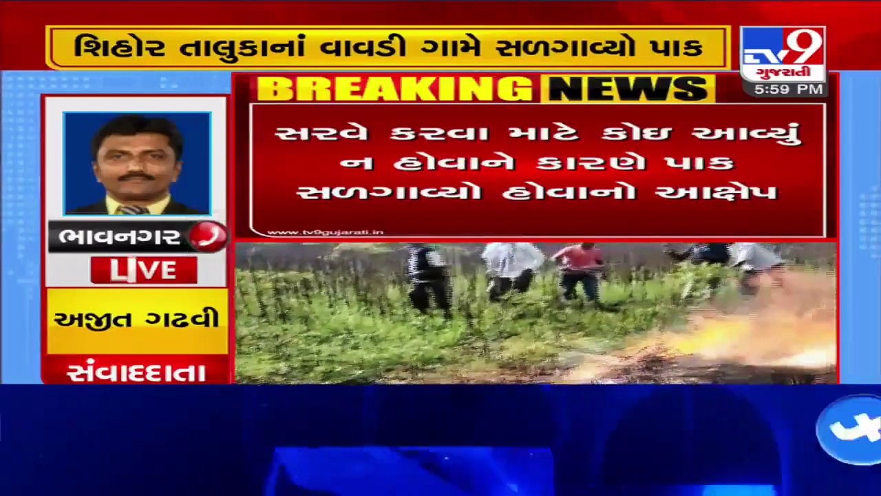Unable to harvest, farmer burns crops - Bhavnagar - Tv9GujaratiNews