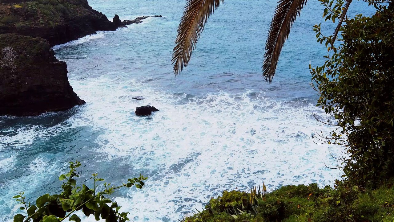 Bay Ocean Palm natural beautiful scene royalty Free  Stock no copyright background  video, creative common Free for commercial use, dron aerial view 4K- or full HD, in the world