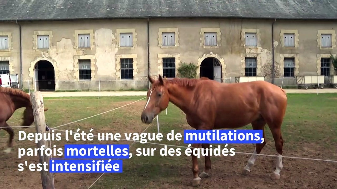 Chevaux mutilés: en Corrèze, une cellule d'écoute nationale pour propriétaires angoissés