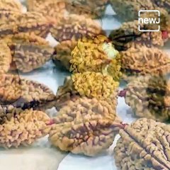 Types And Ways To Wear Rudraksh