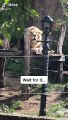 Concours de rugissement entre un lion et un homme au zoo