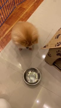 Elle arnaque son chien avec des croquettes, sa réaction est mythique