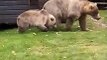 Quand une famille de grizzly débarque dans le jardin