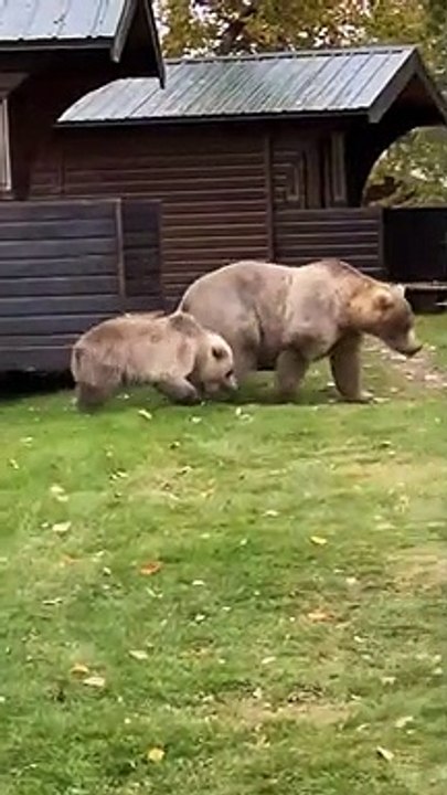 Quand une famille de grizzly débarque dans le jardin