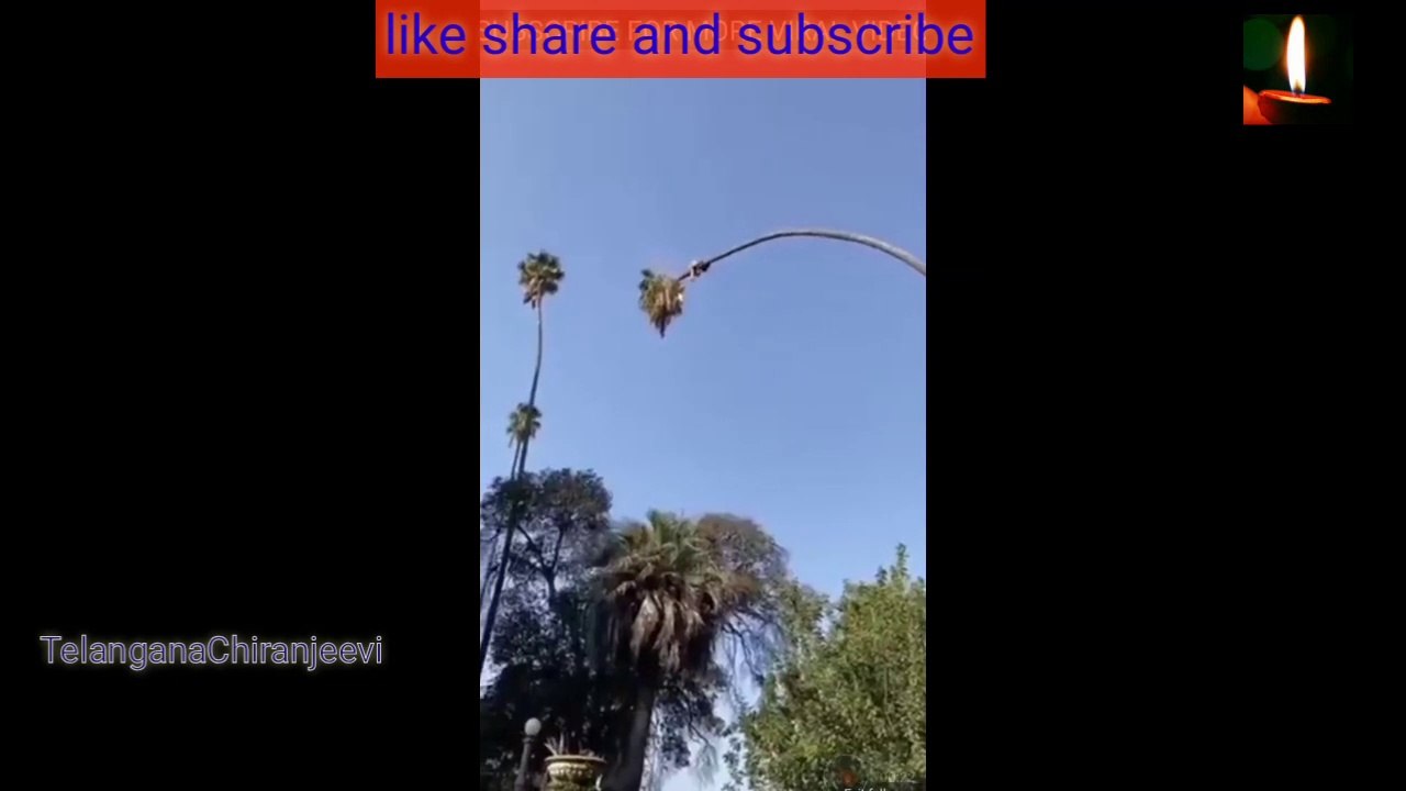 Man'c cutting tree