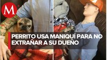 Tras estar inconsolable por no ver a su dueño, este perrito se tranquilizó con un maniquí