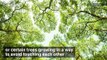 Some Trees Avoid Touching Each Other Because of This Specific Thing…