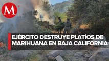 Semar incinera ocho plantíos de mariguana en Baja California