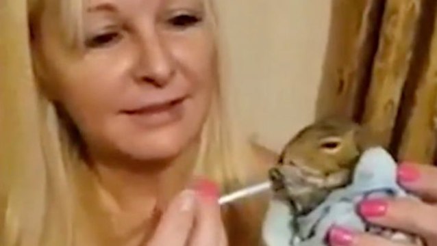 Woman Cares For Baby Squirrel Until It's Ready To Be Released