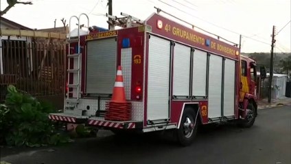Bombeiros fazem corte de árvore na Rua João de Barro, no Floresta