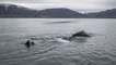 You Can Swim With Whales Under the Midnight Sun Thanks to This Epic New Tour in Iceland