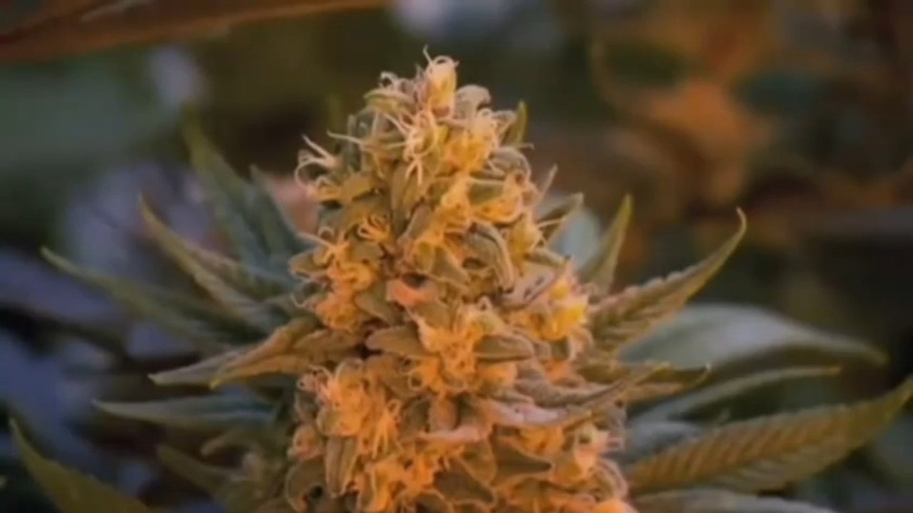 CLEARING THE SMOKE, THE SCIENCE OF CANNABIS (V.O)
