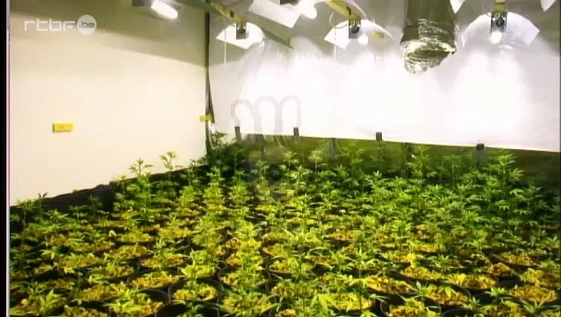 CULTURE CANNABIS FRANCE (V.O)