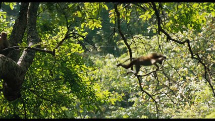 Au royaume des singes (2015) - Bande annonce