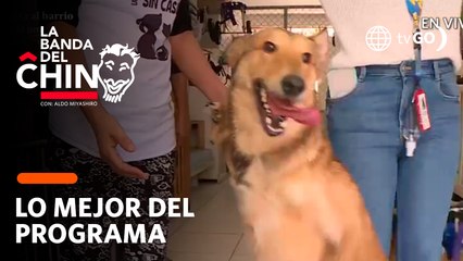 La Banda del Chino: Conoce el albergue para mascotas con discapacidad que necesita ayuda