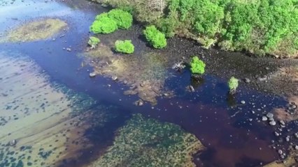 Planète verte - L'île Maurice après la marée noire