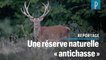 Vercors : le rachat d'une réserve naturelle par une ONG écolo irrite les chasseurs