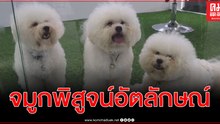 สุดล้ำเทคโนโลยีจดจำลายจมูกพิสูจน์อัตลักษณ์สัตว์เลี้ยงประสบความสำเร็จสูงถึง 99 %