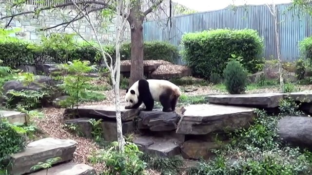 Adelaide Zoo pandas miss 48 hour breeding window