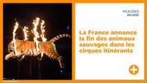 La France annonce la fin des animaux sauvages dans les cirques itinérants