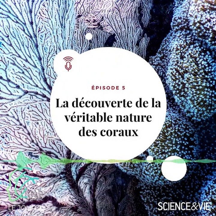 [PODCAST - Le Jour J - E05 ] La découverte de la véritable nature des coraux