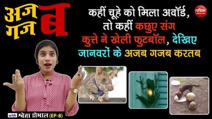 Download Video: कहीं चूहे को मिला अवॉर्ड, तो कहीं कछुए संग कुत्ते ने खेली फुटबॉल, देखिए जानवरों के अजब गजब करतब: अजब गजब with Shweta Dhobhal (EP-8)