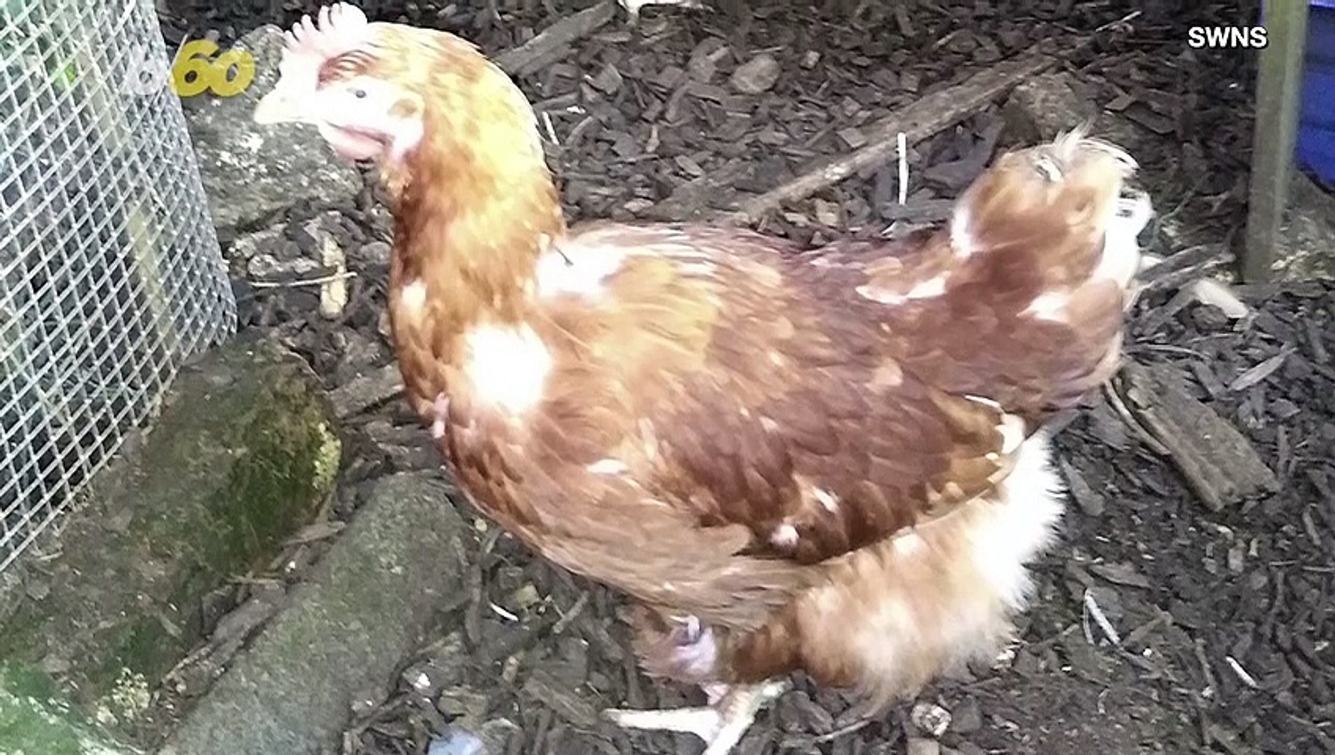 ⁣How Did This Chicken Manage to Travel 90 Miles?