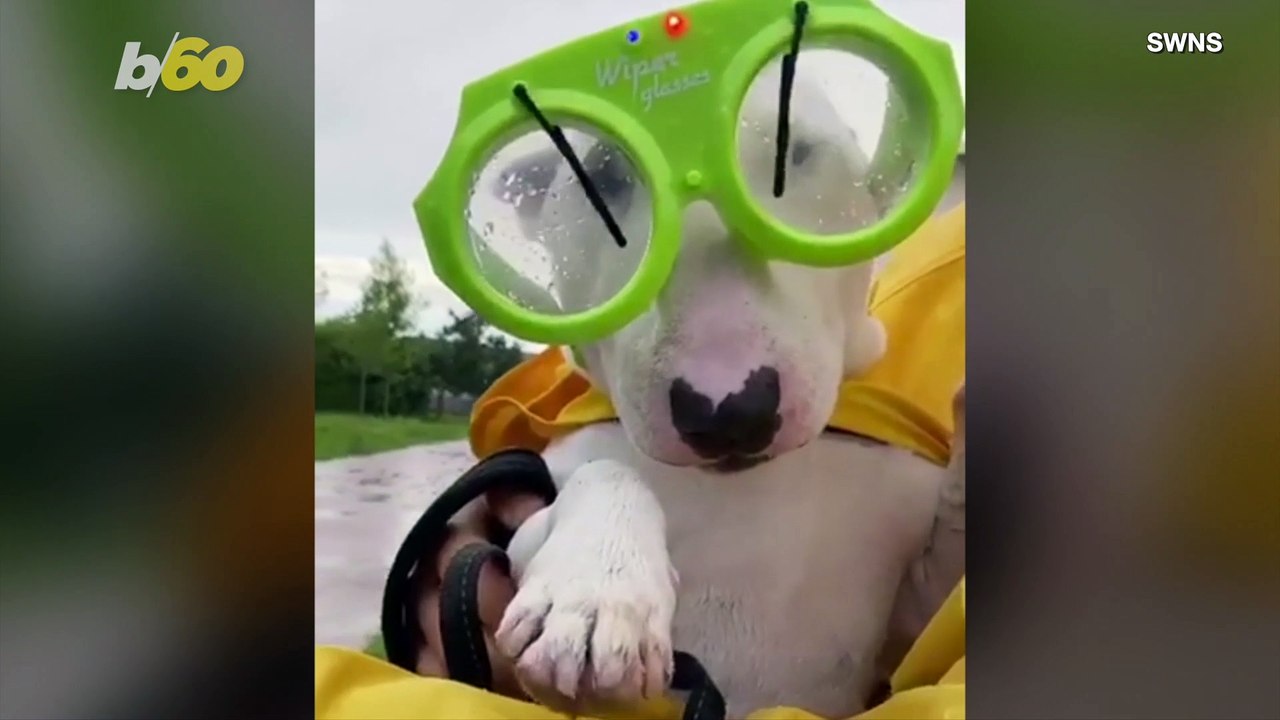 Dog Wears Goggles With Built-In Windshield Wipers While It’s Raining