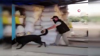 Brandaya gizlenen esrar maddesini narkotik köpeği buldu