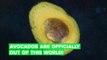 NASA’s taking avocados, the world’s hippest fruit, to Mars