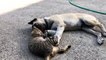 Kedi ile köpeğin dostluğu görenleri şaşırtıyor - ANTALYA