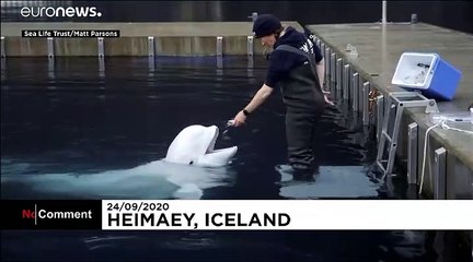 Beluga whales take first swim in new open-water sea sanctuary
