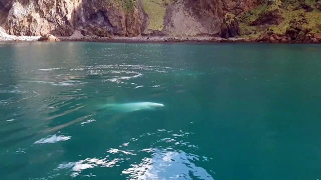 Après des années de captivité, deux bélugas redécouvrent la liberté en Islande